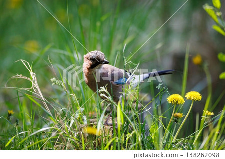 Beautiful jay perched among vibrant wildflowers and lush grass in a tranquil natural setting 138262098