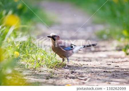 Colorful bird exploring a sunlit path surrounded by greenery in a tranquil natural setting 138262099