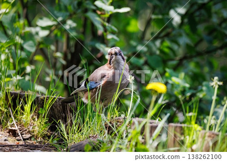 Colorful jay bird exploring a lush green landscape during a sunny afternoon 138262100