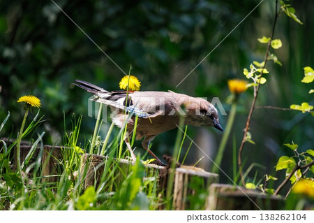 A curious bird exploring a lush garden filled with vibrant flowers during a sunny afternoon A curious bird exploring a lush garden filled with vibrant flowers during a sunny afternoon 138262104
