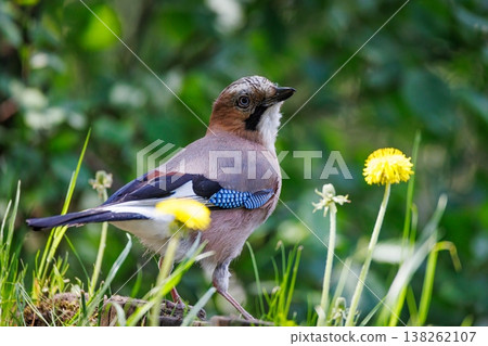 Colorful jay perched among bright yellow flowers in a lush green garden during early morning light Colorful jay perched among bright yellow flowers in a lush green garden during early morning light 138262107