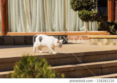 Curious white cat exploring sunlit patio steps in a tranquil garden setting 138262110