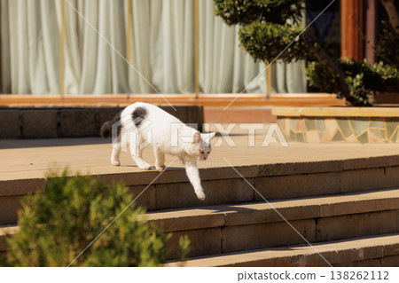 Curious white cat strolls gracefully down stone steps under warm sunlight in a serene garden setting 138262112