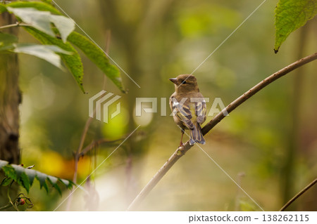 A small, colorful bird perched on a branch surrounded by lush foliage in a tranquil forest setting 138262115