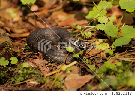 Black snake rests quietly among the green plants in a sunlit forest during a warm afternoon 138262118