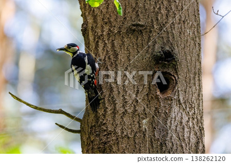 Colorful woodpecker perched beside its nesting hole in a serene forest during the golden hours of daylight 138262120