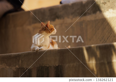Relaxing cat enjoys warm sunlight on stone steps outside a quiet building during a calm afternoon 138262121