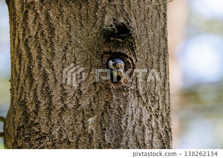 Colorful bird peeks from its cozy nest in a tree trunk during a sunny morning 138262134