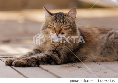 Feline serenity: A cat enjoying a peaceful afternoon on wooden planks in a sunlit garden Feline serenity: A cat enjoying a peaceful afternoon on wooden planks in a sunlit garden 138262139