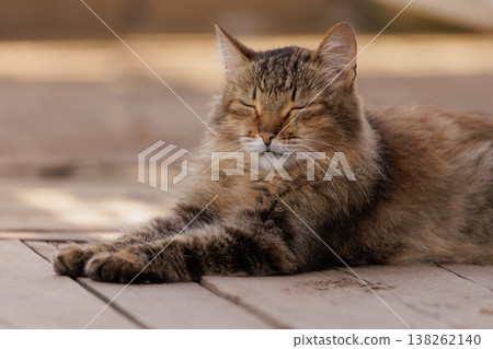 Cozy feline basking in warm sunlight on a rustic wooden deck in a peaceful outdoor setting 138262140