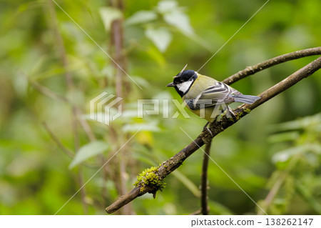 Charming bird perched on a branch in a lush green forest during a sunny afternoon Charming bird perched on a branch in a lush green forest during a sunny afternoon 138262147