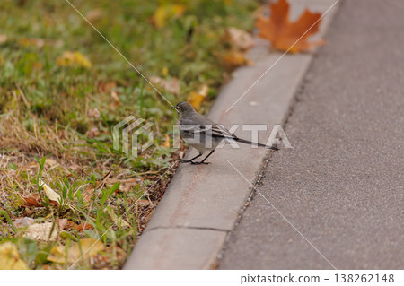 Bird foraging along the sidewalk surrounded by autumn leaves in a peaceful park setting Bird foraging along the sidewalk surrounded by autumn leaves in a peaceful park setting 138262148