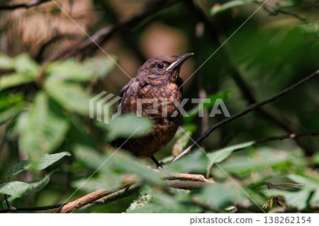 Bird perched quietly among green leaves in a serene forest setting during early morning light 138262154