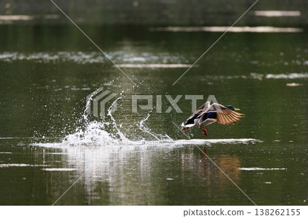 Mallard duck taking off from serene lake at dawn with gentle ripples and soft light reflecting on water 138262155