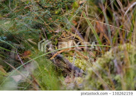 Nature hides a small bird among the lush green foliage in a serene forest setting during the morning light Nature hides a small bird among the lush green foliage in a serene forest setting during the morning light 138262159