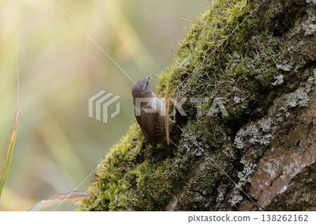 Small bird perched on mossy tree trunk in a serene forest setting, early morning light shining through leaves Small bird perched on mossy tree trunk in a serene forest setting, early morning light shining through leaves 138262162