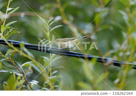 Tiny bird perched on a wire among vibrant green foliage in a peaceful garden setting 138262164