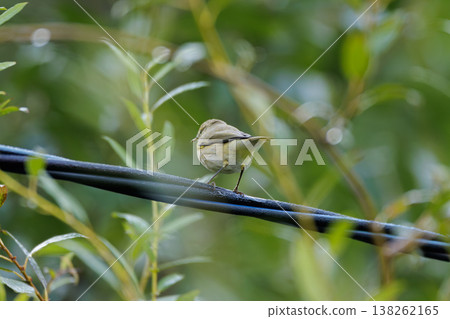 Small bird perched on a wire amidst lush green foliage during a sunny day in a tranquil setting Small bird perched on a wire amidst lush green foliage during a sunny day in a tranquil setting 138262165