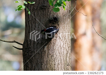 Woodpecker skillfully carving a home in a tall tree during a sunny afternoon in the serene forest 138262173