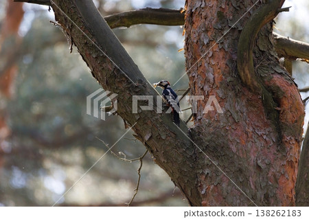 Colorful woodpecker climbs the rough bark of a tall tree on a sunny afternoon in the forest Colorful woodpecker climbs the rough bark of a tall tree on a sunny afternoon in the forest 138262183
