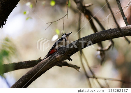 Woodpecker perched on a tree branch in a lush forest during the early morning light 138262187