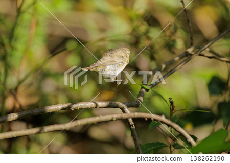 Small bird leaps gracefully among branches in a vibrant green forest during the golden hour of sunset 138262190