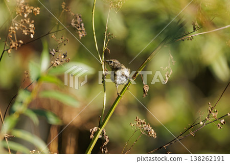 Bird perched on a slender branch amidst a lush green background during a sunny afternoon 138262191