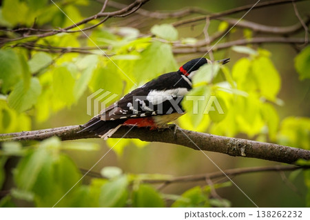 Colorful woodpecker perched on a branch surrounded by vibrant green leaves Colorful woodpecker perched on a branch surrounded by vibrant green leaves 138262232