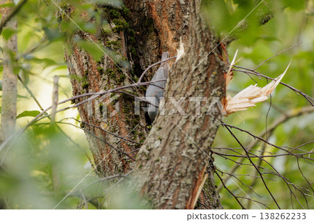 Bird exploring tree bark in a lush forest during a sunny afternoon Bird exploring tree bark in a lush forest during a sunny afternoon 138262233