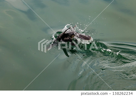 Diving bird spreads its wings in the shimmering water on a calm afternoon Diving bird spreads its wings in the shimmering water on a calm afternoon 138262234