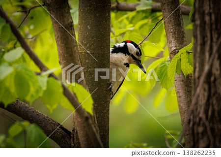 Woodpecker peeking through lush green leaves in a tranquil forest setting during early morning hours Woodpecker peeking through lush green leaves in a tranquil forest setting during early morning hours 138262235