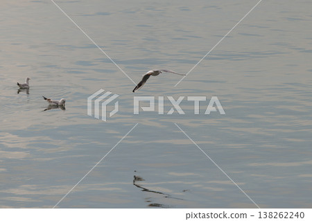 Seagull gliding gracefully over the calm water with ducks floating nearby at a serene lakeside Seagull gliding gracefully over the calm water with ducks floating nearby at a serene lakeside 138262240