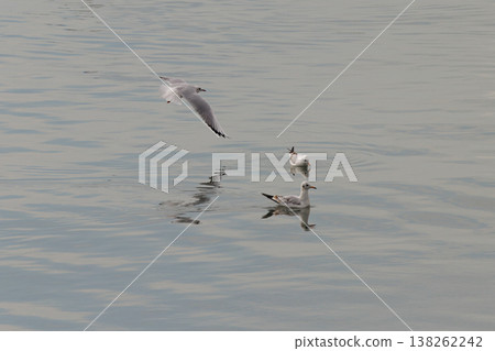 Seagulls gliding gracefully above calm waters on a serene afternoon 138262242
