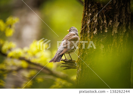 Bird perched on a tree branch amidst lush green foliage during bright daytime Bird perched on a tree branch amidst lush green foliage during bright daytime 138262244
