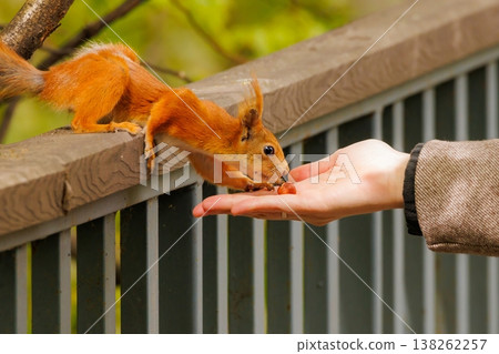 Squirrel approaches hand for a tasty treat in a serene park setting Squirrel approaches hand for a tasty treat in a serene park setting 138262257