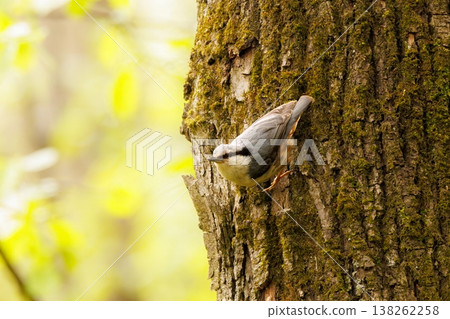 Nuthatch climbing a mossy tree trunk in a tranquil forest during springtime Nuthatch climbing a mossy tree trunk in a tranquil forest during springtime 138262258