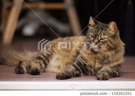 Playful tabby cat enjoying a sunny afternoon on a warm wooden porch in the heart of springtime 138262261