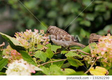 Birds feeding on colorful flowers in a vibrant garden during a sunny afternoon 138262290
