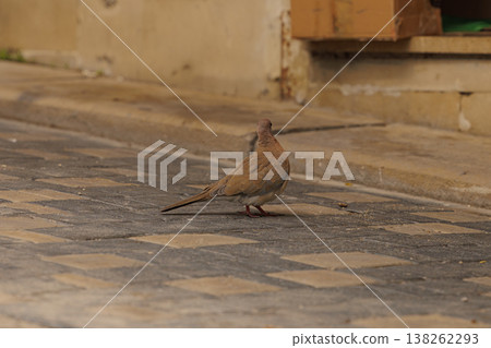 Brown dove wandering along a textured cobblestone street in a quiet afternoon setting 138262293