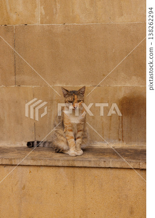 Curious cat rests on stone steps in the warmth of a sunny afternoon Curious cat rests on stone steps in the warmth of a sunny afternoon 138262294