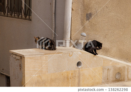 Two curious cats exploring a stylish stone ledge in a sunlit urban setting during a calm afternoon 138262298