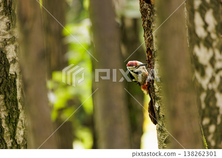 Woodpecker peeks around a tree in a lush green forest during a bright sunny day 138262301