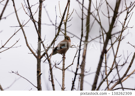 Serene bird perched on a barren tree branch amidst a cloudy winter sky Serene bird perched on a barren tree branch amidst a cloudy winter sky 138262309
