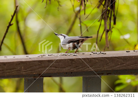 Joyful bird foraging for seeds on a sunlit wooden railing in a lush green setting Joyful bird foraging for seeds on a sunlit wooden railing in a lush green setting 138262311