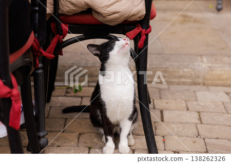 Curious black and white cat exploring a cozy outdoor cafe setting during a sunny afternoon Curious black and white cat exploring a cozy outdoor cafe setting during a sunny afternoon 138262326