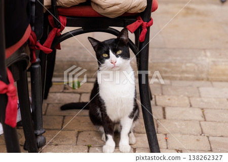 Charming black and white cat resting beneath restaurant chairs in a lively outdoor setting Charming black and white cat resting beneath restaurant chairs in a lively outdoor setting 138262327