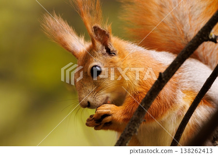Cute squirrel munching on a nut while perched on a branch in a vibrant forest setting Cute squirrel munching on a nut while perched on a branch in a vibrant forest setting 138262413