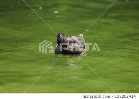 Duck swims gracefully on a vibrant green pond during a sunny afternoon Duck swims gracefully on a vibrant green pond during a sunny afternoon 138262414