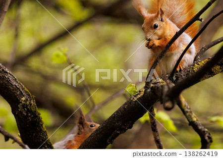 Squirrels playfully gathering food in a lush forest during a sunny autumn afternoon Squirrels playfully gathering food in a lush forest during a sunny autumn afternoon 138262419