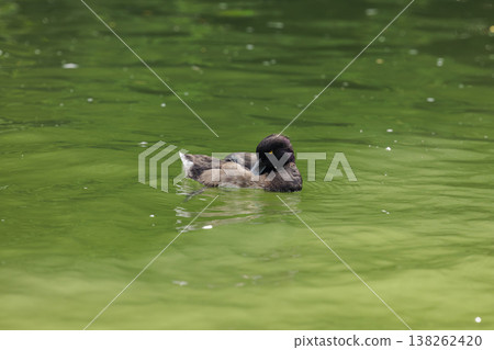 Calm duck resting on tranquil green waters surrounded by lush nature Calm duck resting on tranquil green waters surrounded by lush nature 138262420